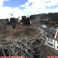 15_25-nest.jpg