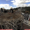 15_30-nest.jpg