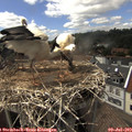 15_35-nest.jpg