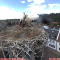 15_45-nest.jpg