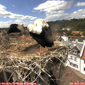 15_50-nest.jpg