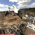 15_55-nest.jpg