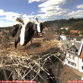 16_00-nest.jpg