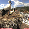 16_05-nest.jpg