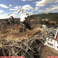 16_15-nest.jpg