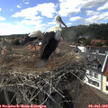 16_20-nest.jpg