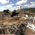 16_25-nest.jpg