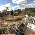 16_30-nest.jpg