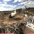 16_35-nest.jpg