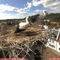 16_40-nest.jpg