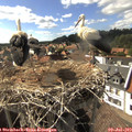 16_45-nest.jpg