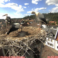 16_50-nest.jpg