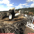 16_55-nest.jpg