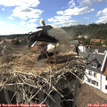 17_00-nest.jpg