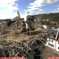 17_10-nest.jpg