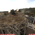 17_20-nest.jpg