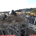 17_25-nest.jpg