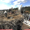 17_30-nest.jpg