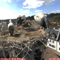 17_35-nest.jpg