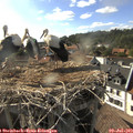 17_50-nest.jpg