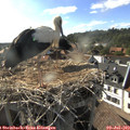 17_55-nest.jpg