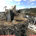 18_00-nest.jpg