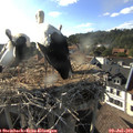 18_10-nest.jpg