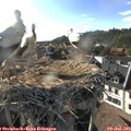 18_25-nest.jpg