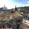 18_30-nest.jpg