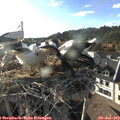 18_35-nest.jpg