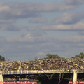 19_10-mast.jpg