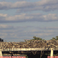 19_25-mast.jpg