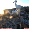 21_00-nest.jpg