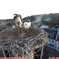 05_50-nest.jpg