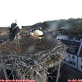 05_55-nest.jpg