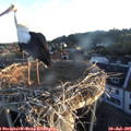 06_00-nest.jpg