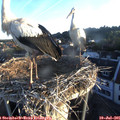 06_10-nest.jpg