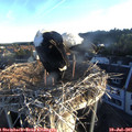 06_15-nest.jpg
