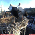 06_20-nest.jpg