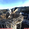 06_30-nest.jpg