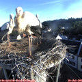 06_45-nest.jpg