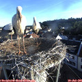 06_50-nest.jpg