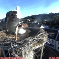 06_55-nest.jpg