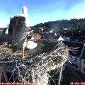 07_00-nest.jpg