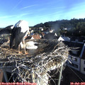 07_10-nest.jpg
