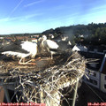 07_15-nest.jpg