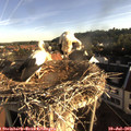07_20-nest.jpg