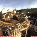 07_25-nest.jpg