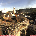 07_30-nest.jpg