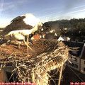 07_35-nest.jpg
